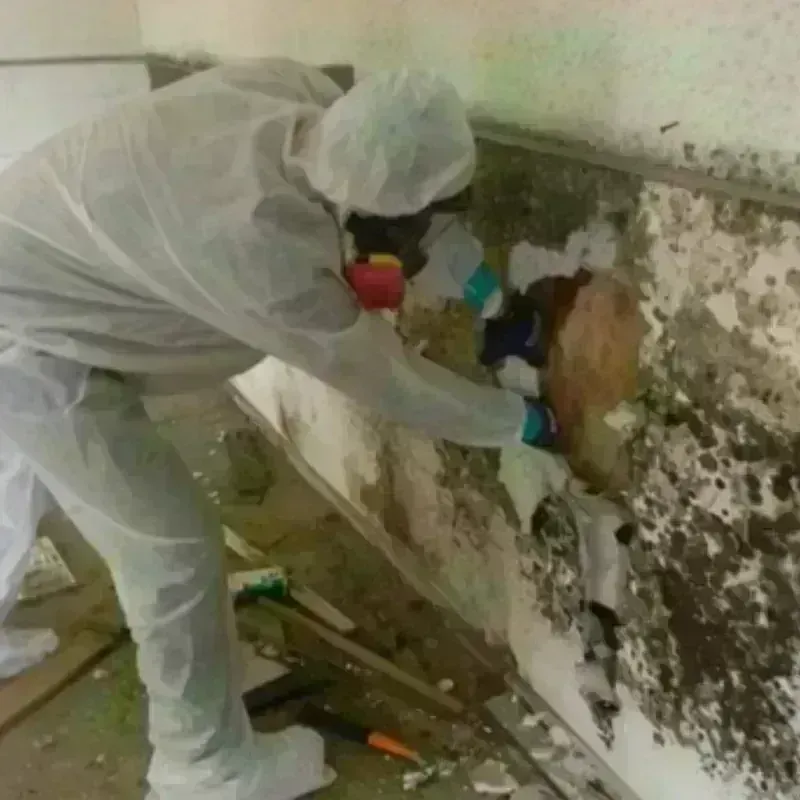 Mold Remediation and Removal in Great Falls, MT